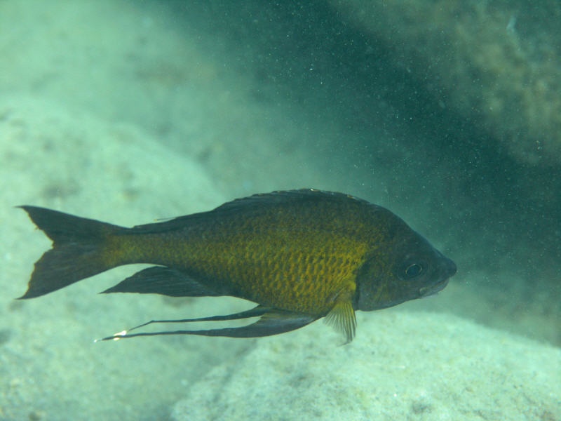 Ophthalmotilapia nasuta 'Mabilibili Bay'